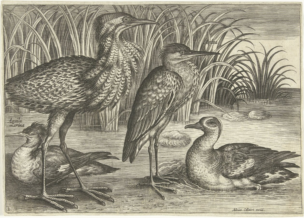 Vier waadvogels langs een oever door Adriaen Collaert