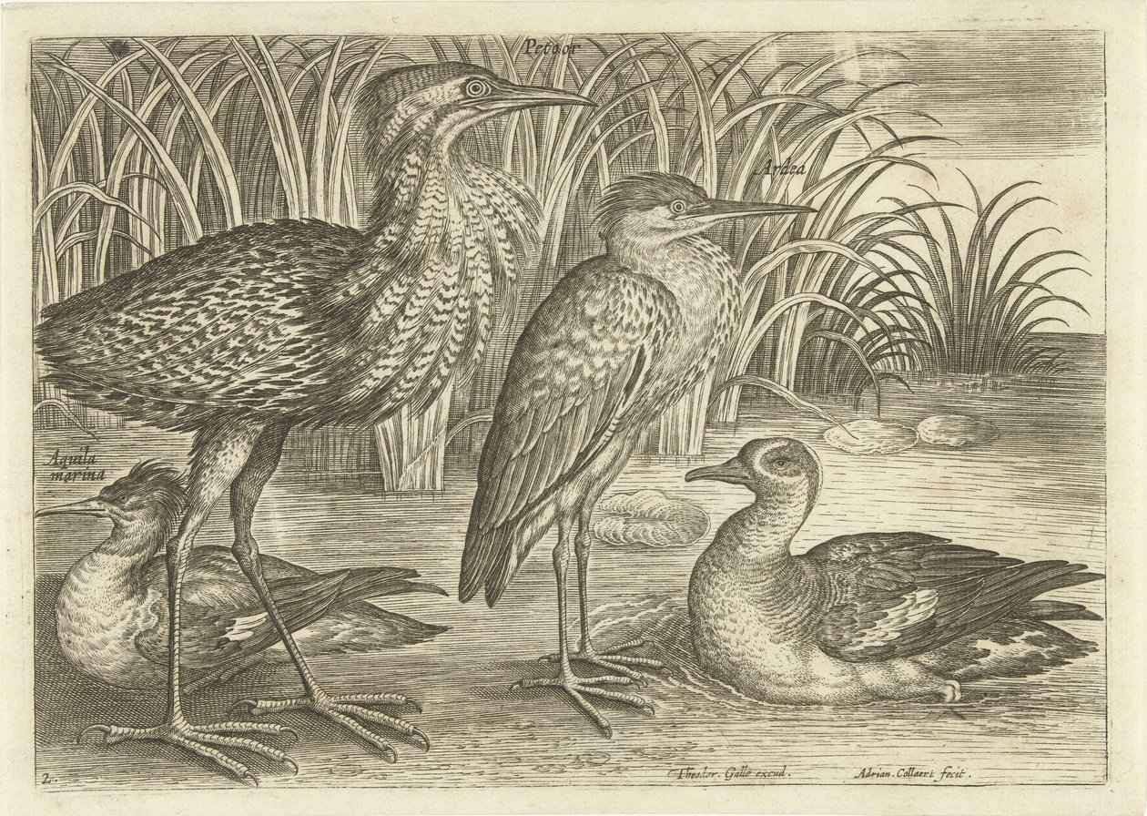 Vier waadvogels langs een oever door Adriaen Collaert