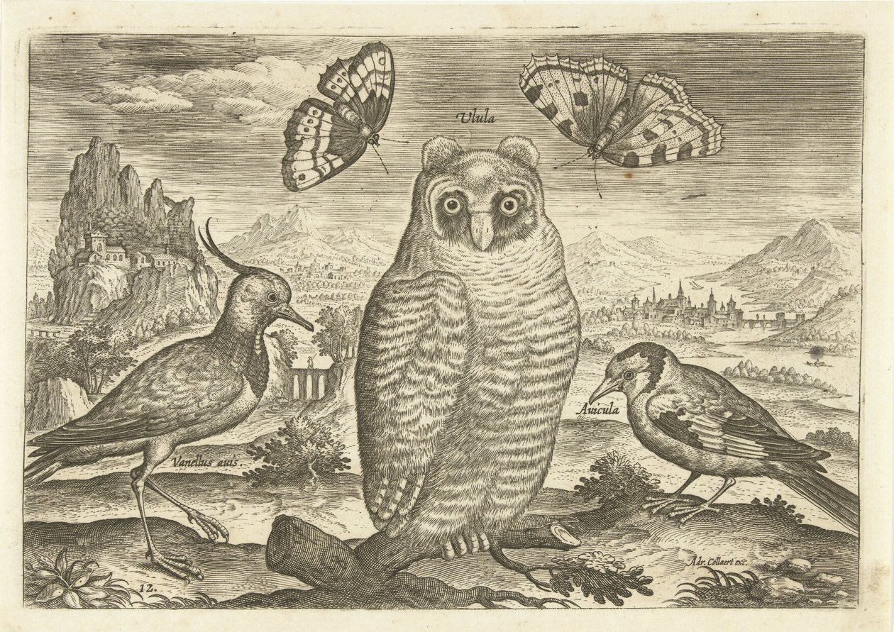 Vogels en vlinders in een landschap door Adriaen Collaert