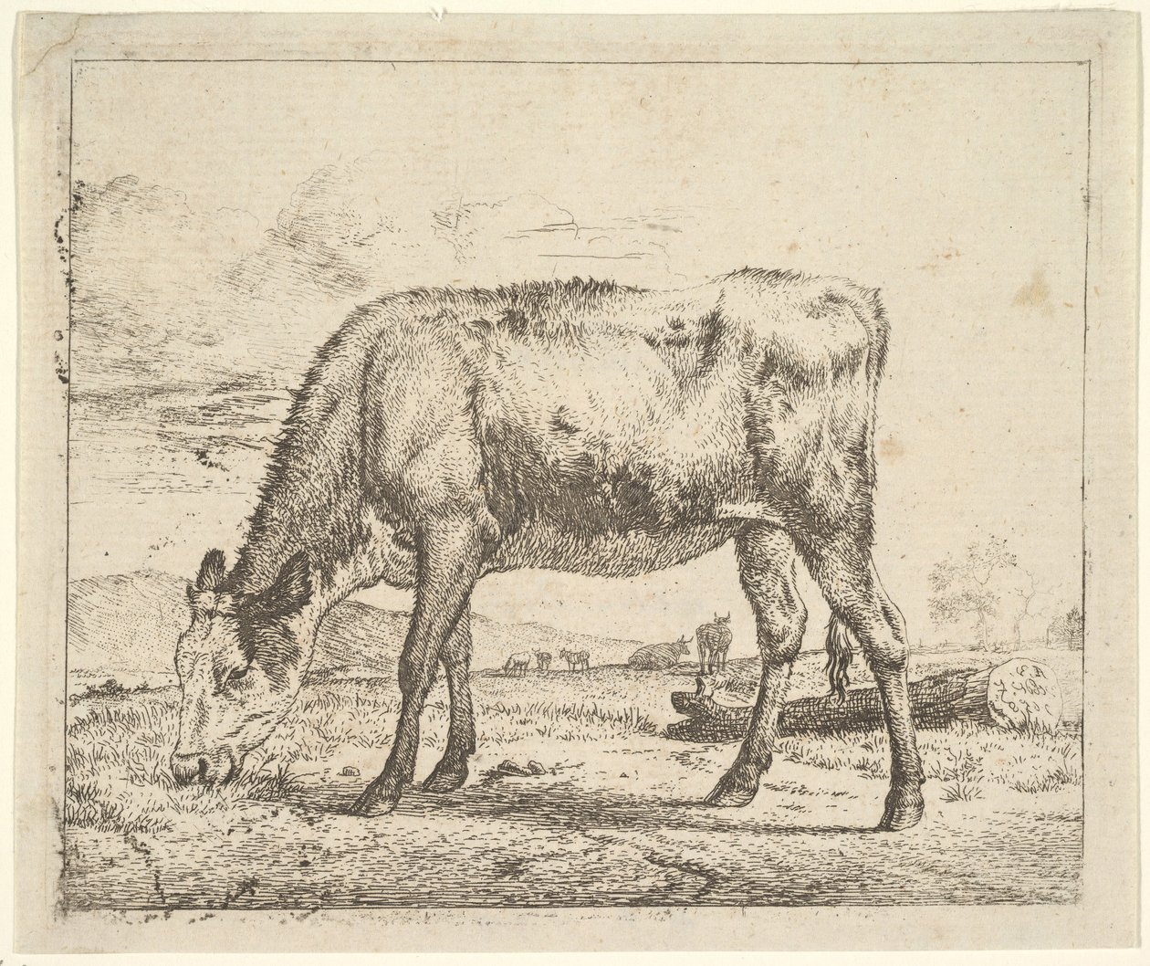 Grazend Kalf, uit Verschillende Dieren, 1658 door Adriaen van de Velde