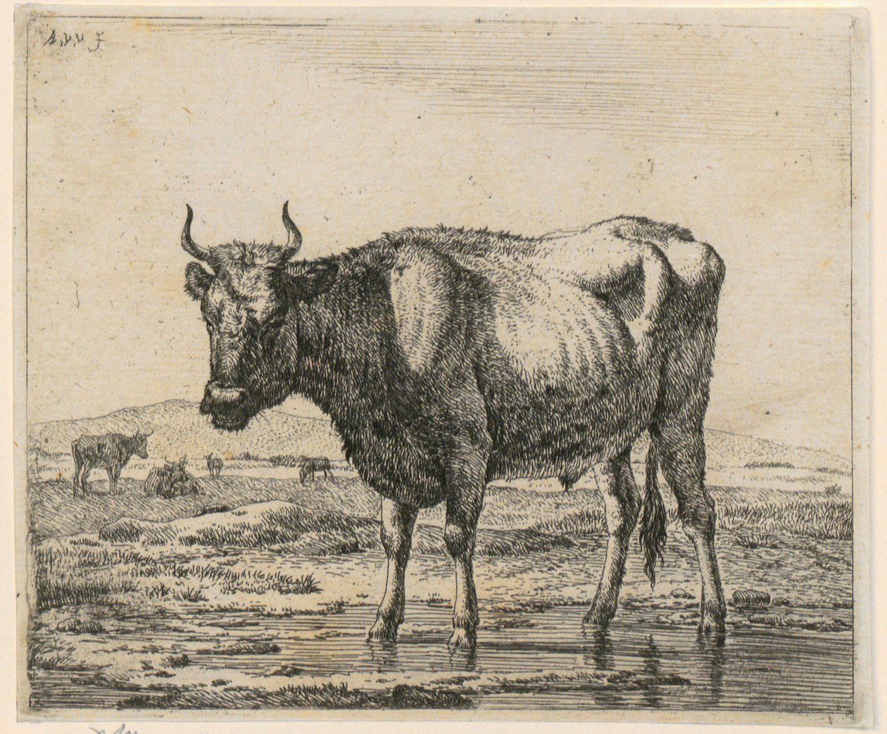 Stier in het water, blad 6 uit de serie „Verschillende dieren“ door Adriaen van de Velde
