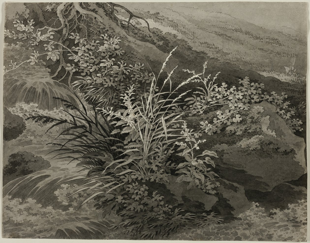 Hoek van de Weide met Riet en Andere Planten door Adrian Zingg