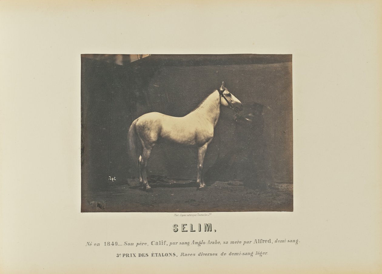 Selim door Adrien Alban Tournachon