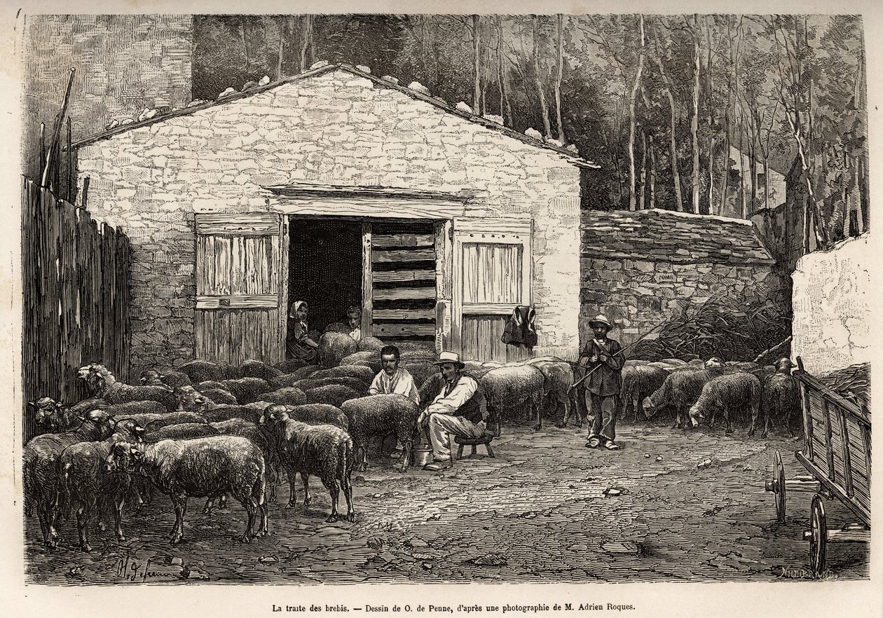 De schapenhandel, al het personeel van de boerderij werd ingezet voor deze taak, jongen, dienaar, onder toezicht van de herder, gravure naar een tekening van A.Marie, ter illustratie van een reis naar Roquefort en omgeving, door Adrien Roques en Jules Char door Adrien Emmanuel Marie