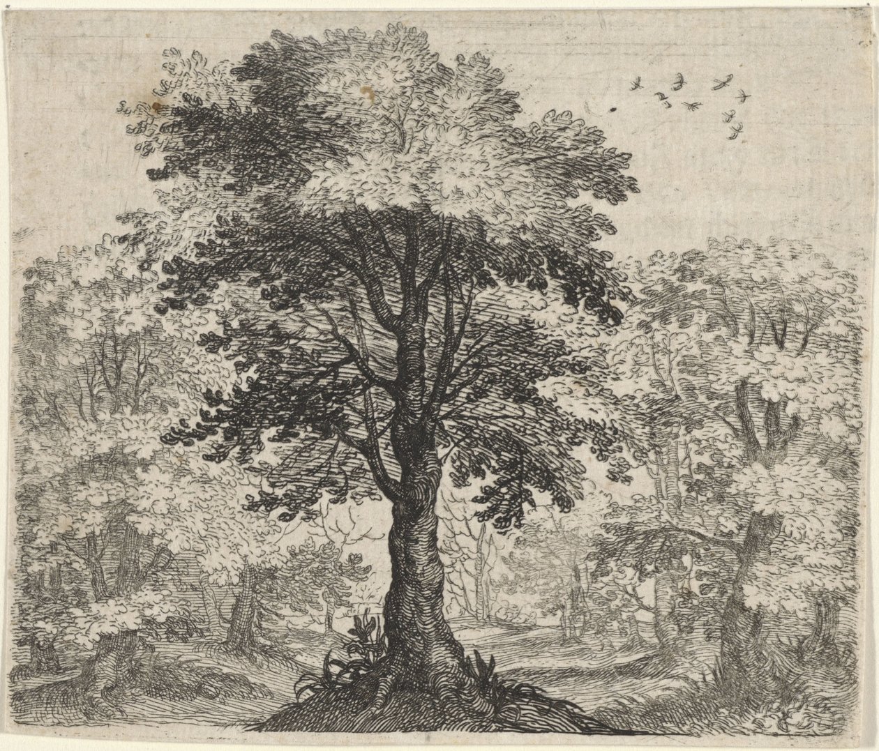 Fabel van de olm en de eik door Egidius  Sadeler (II)