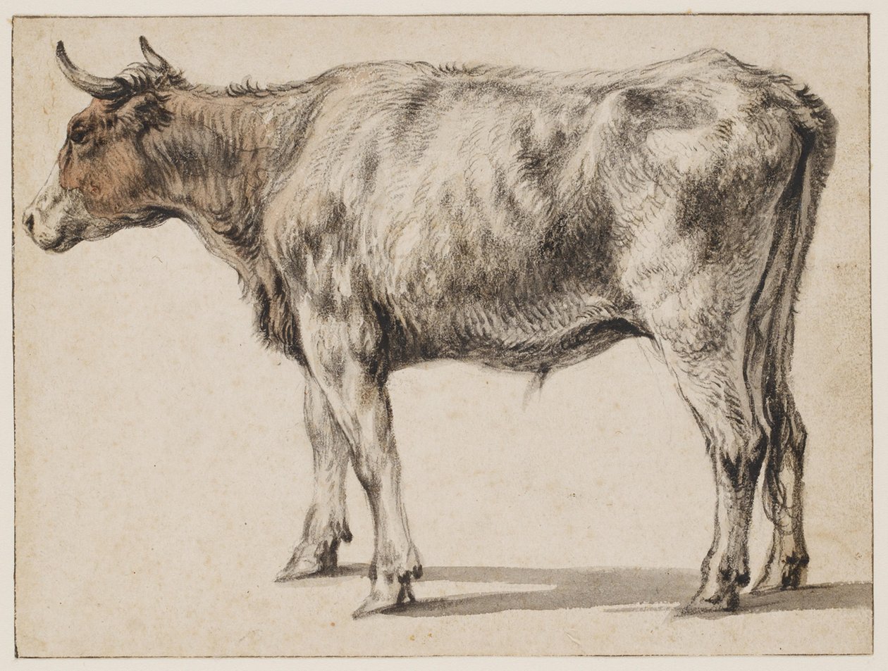 Een staande jonge stier door Aelbert Cuyp