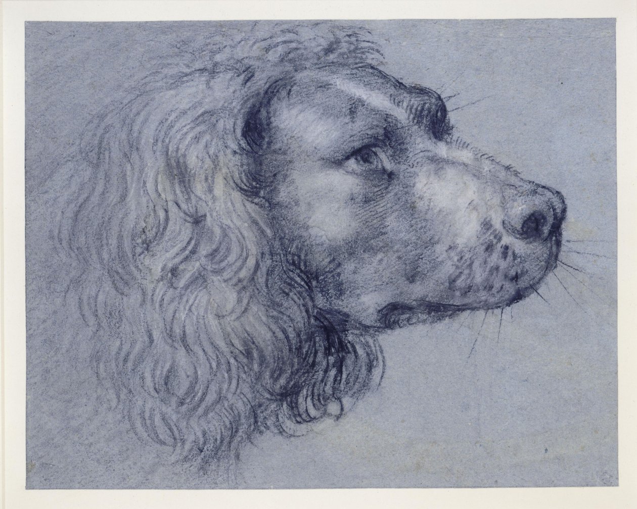 Kopstudie van een spaniël door Agostino Carracci