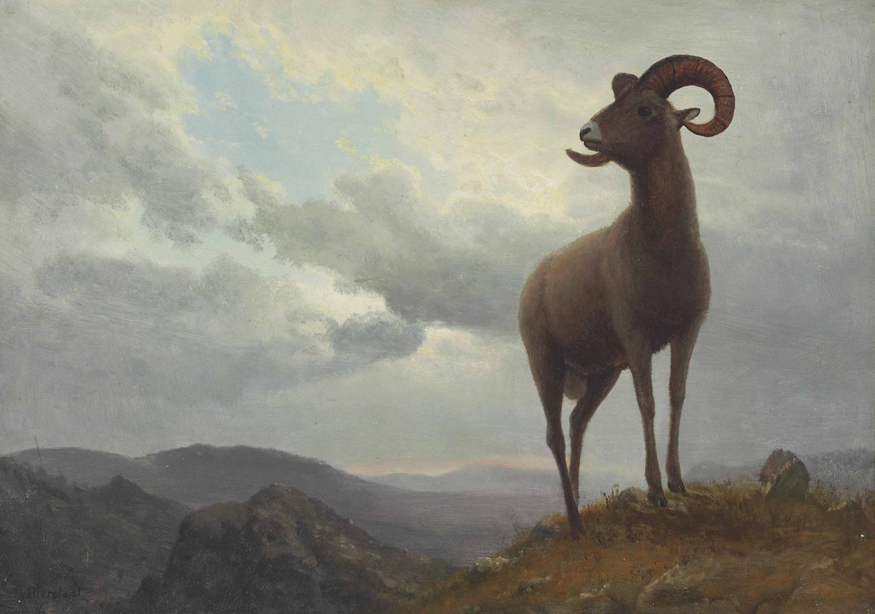 Langhoornige schapen door Albert Bierstadt