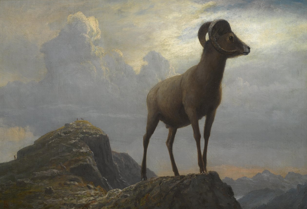 Studie van een Bighorn-ram door Albert Bierstadt