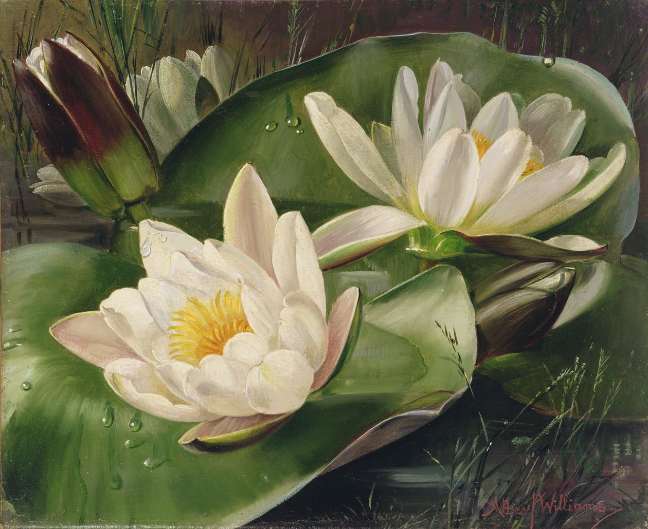 Waterlelies door Albert Williams