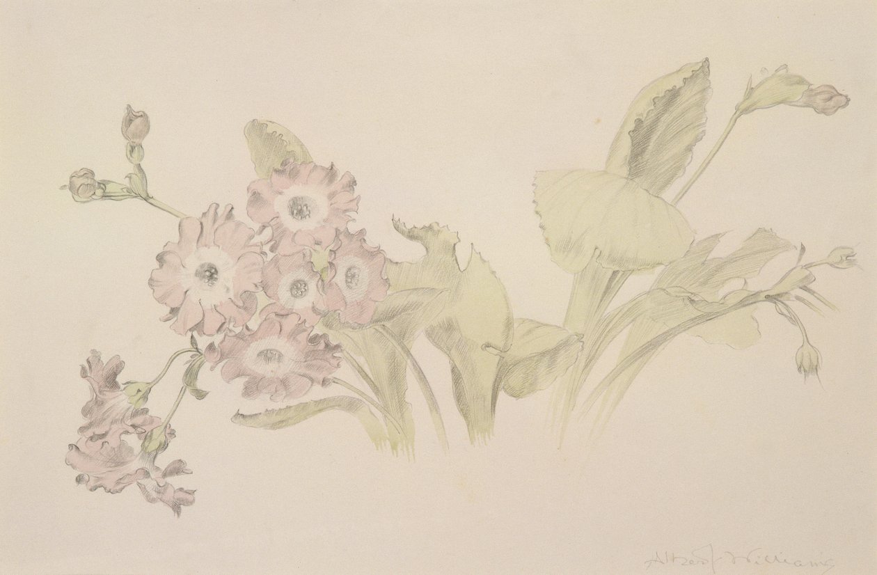 Aurikel door Albert Williams