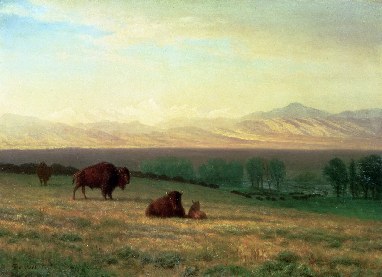 Buffels op de vlaktes, ca. 1890 door Albert Bierstadt