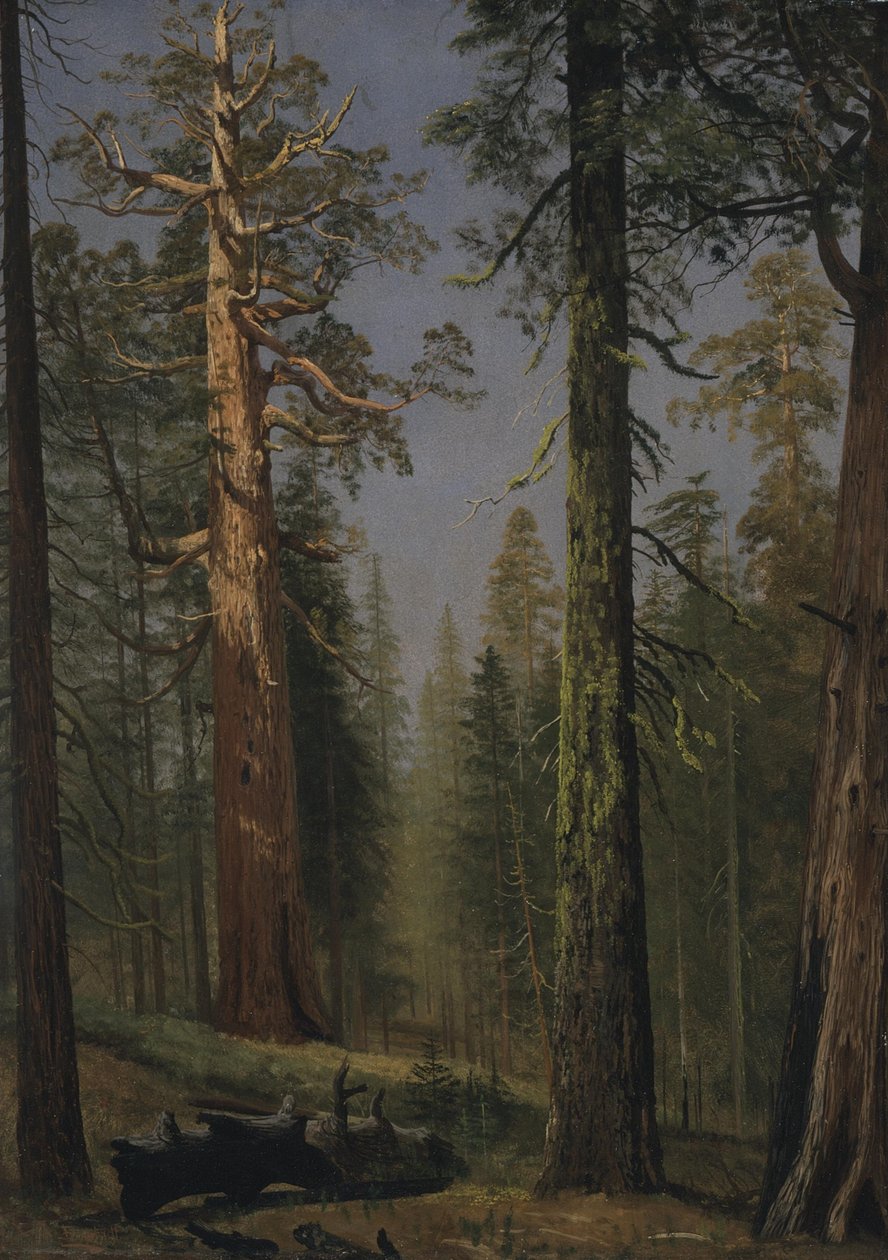 De grizzly reuzensequoia, Mariposa Grove, Californië door Albert Bierstadt