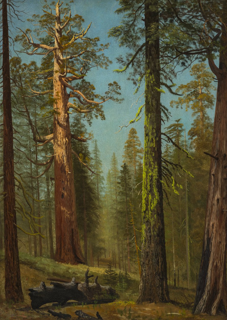 De Grizzly Giant-sequoia, Mariposa Grove, Californië door Albert Bierstadt