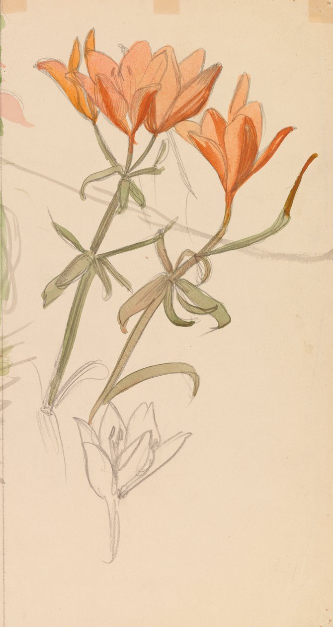 Orange Lilien door Albert Edelfelt