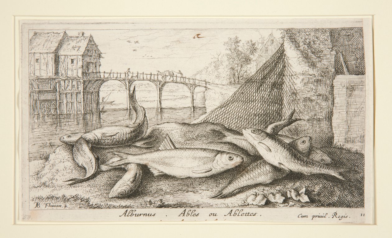Alburnus. Ables of Ablettes door Albert Flamen