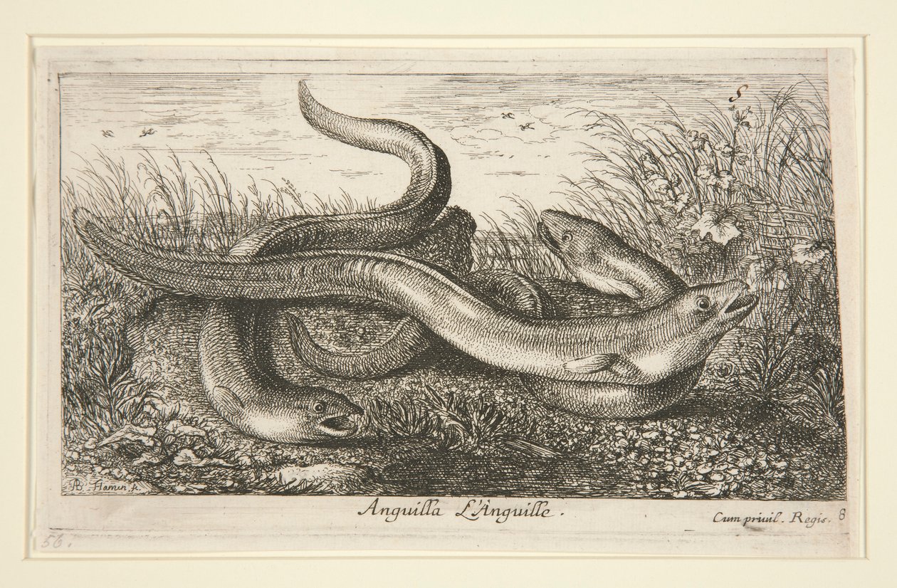 Anguilla. L door Albert Flamen
