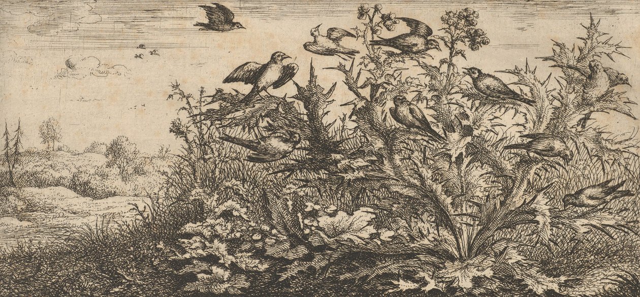 Carduelis, Chardonnet De Putter: Livre d