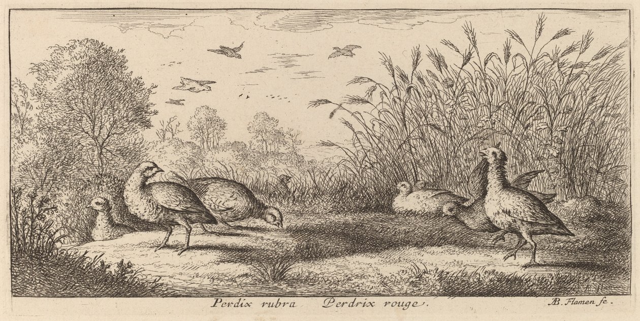 Pedrix rubra, De Roodpootpatrijs door Albert Flamen