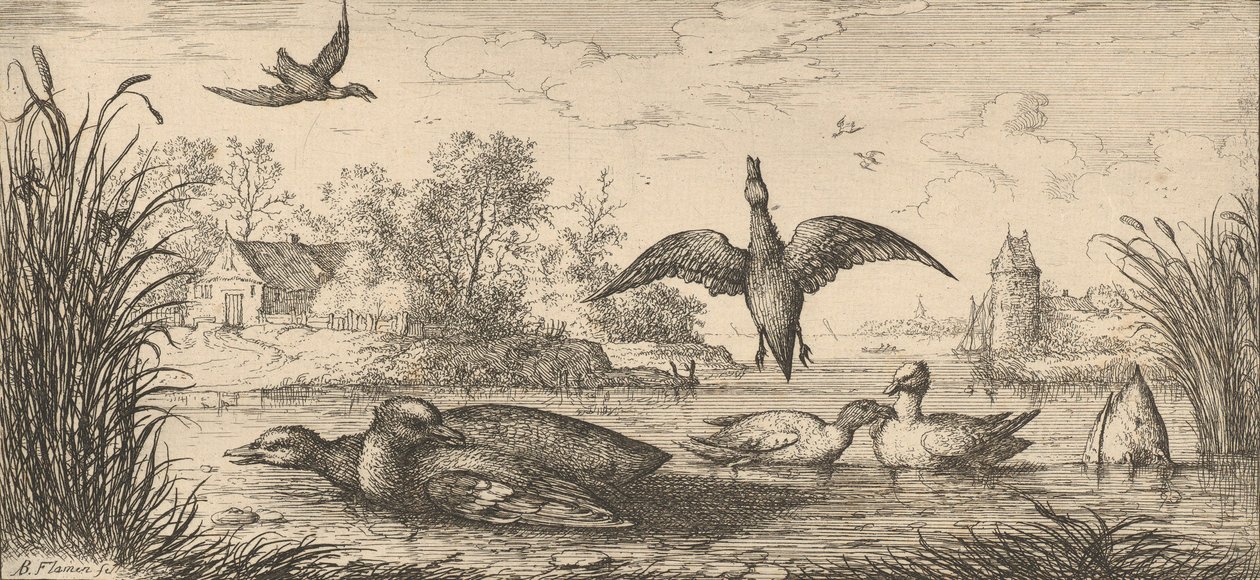 Querquedula, Cercelle De Wintertaling: Livre d