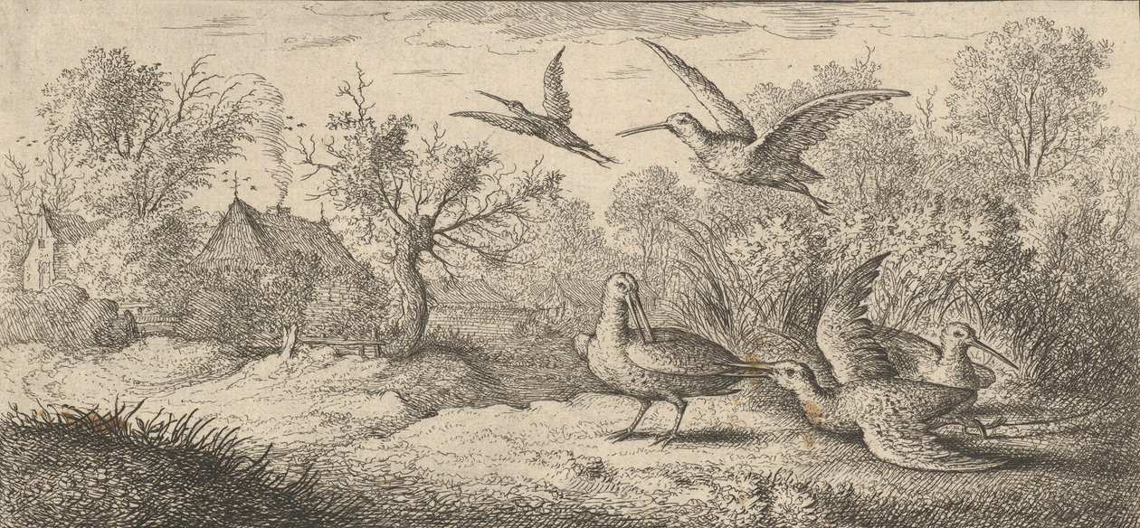 Rusticula, Beccasse De Houtsnip: Livre d