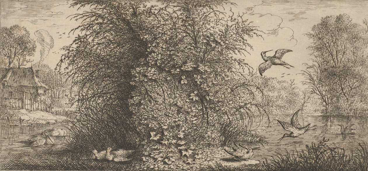 Rusticula minor, Beccassine De Snip: Livre d