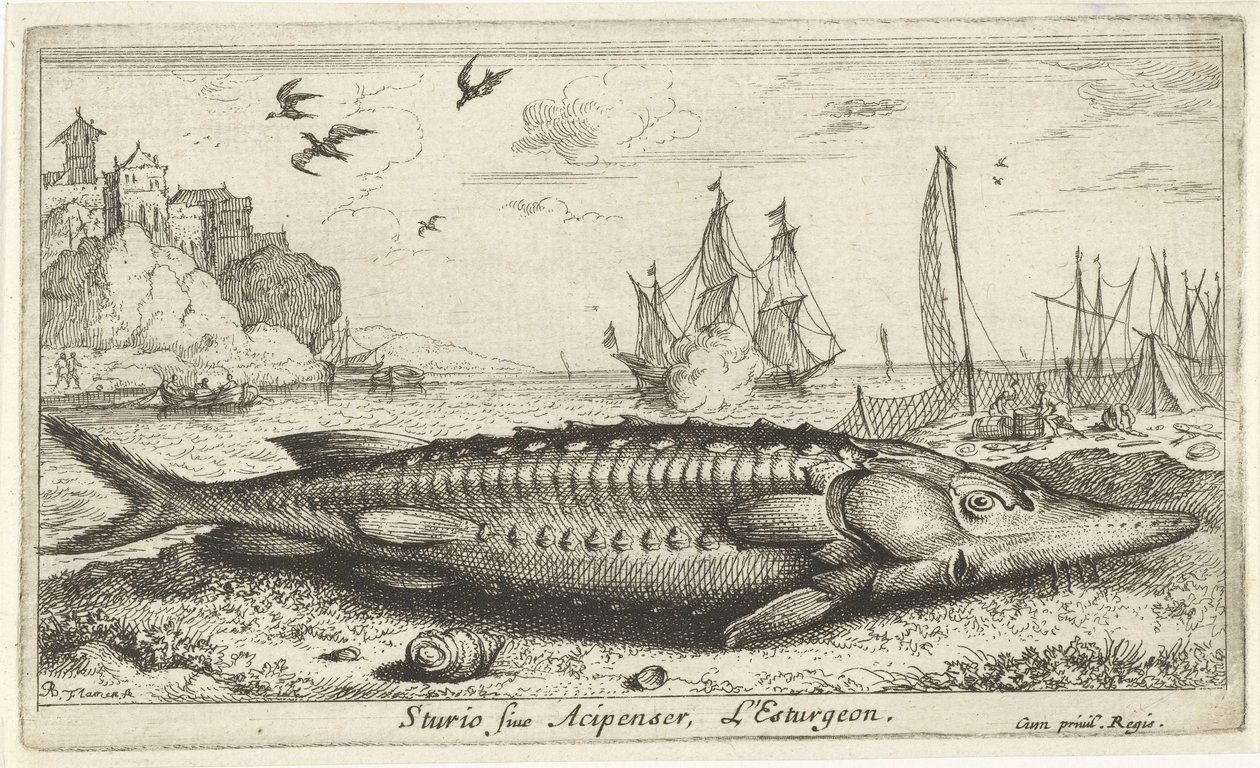 Steur op het strand door Albert Flamen