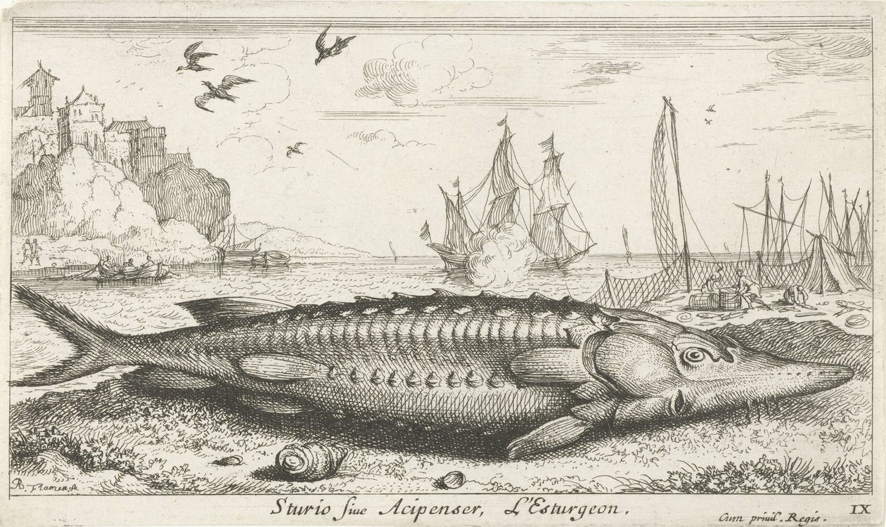 Steur op het strand door Albert Flamen