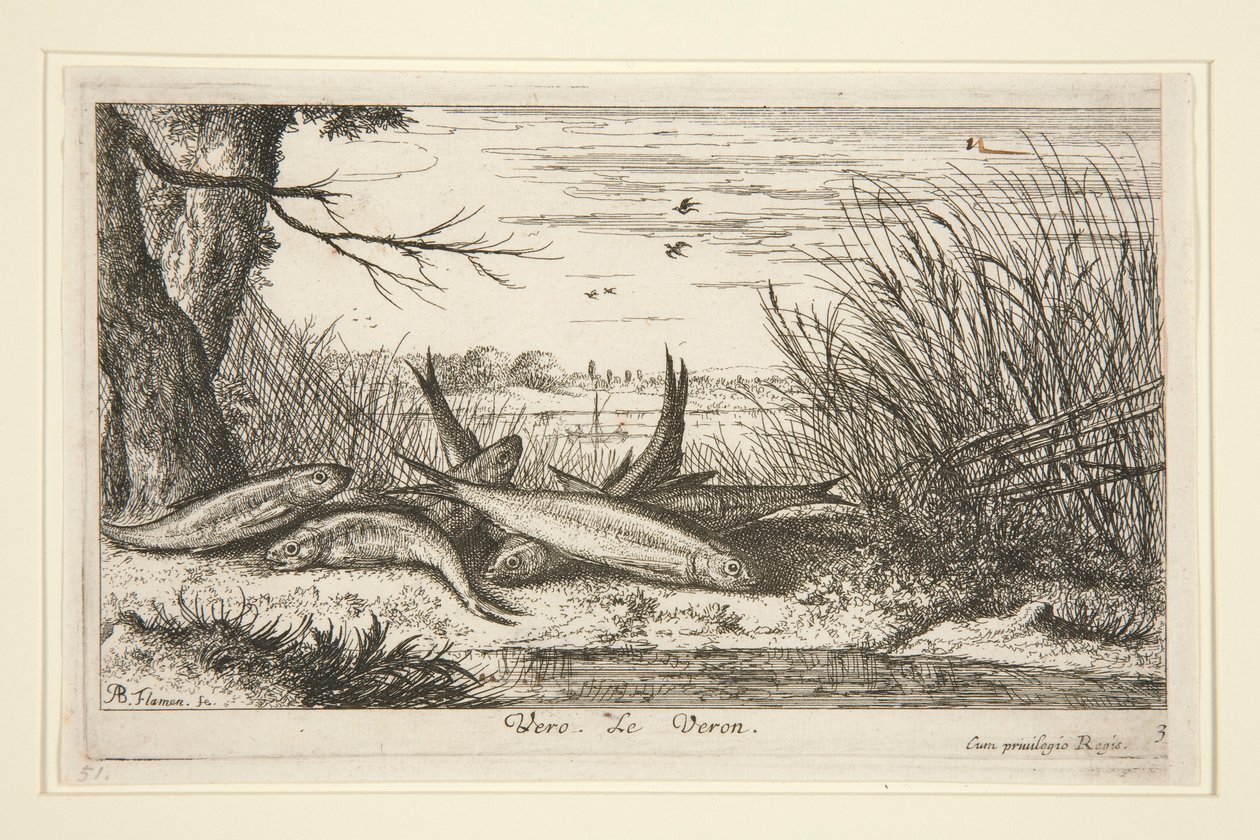 De Loach, uit het tweede deel van de serie Zoetwatervissen door Albert Flamen