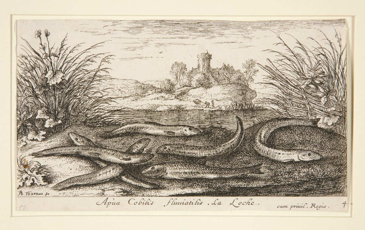 De Elrits, uit het tweede deel van de serie Zoetwatervissen door Albert Flamen