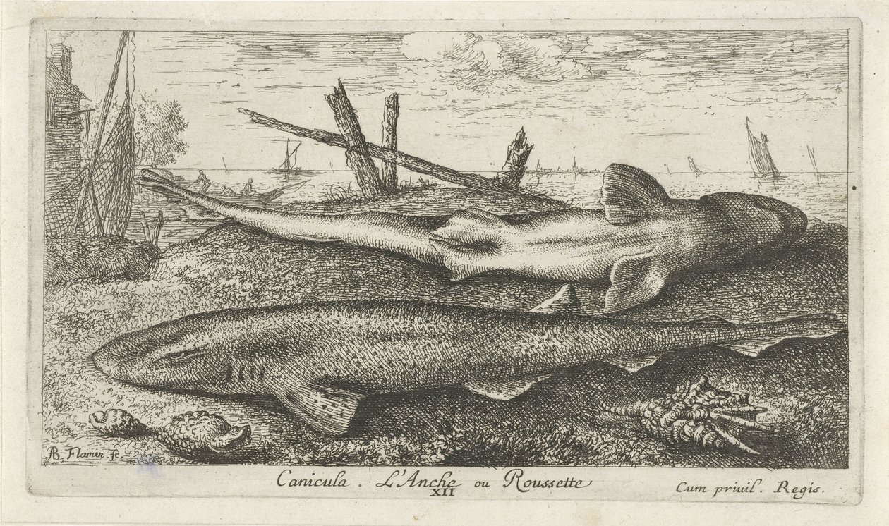 Twee hondshaaien op het strand (Vissen en andere zeedieren - zoutwater tweede reeks) door Albert Flamen