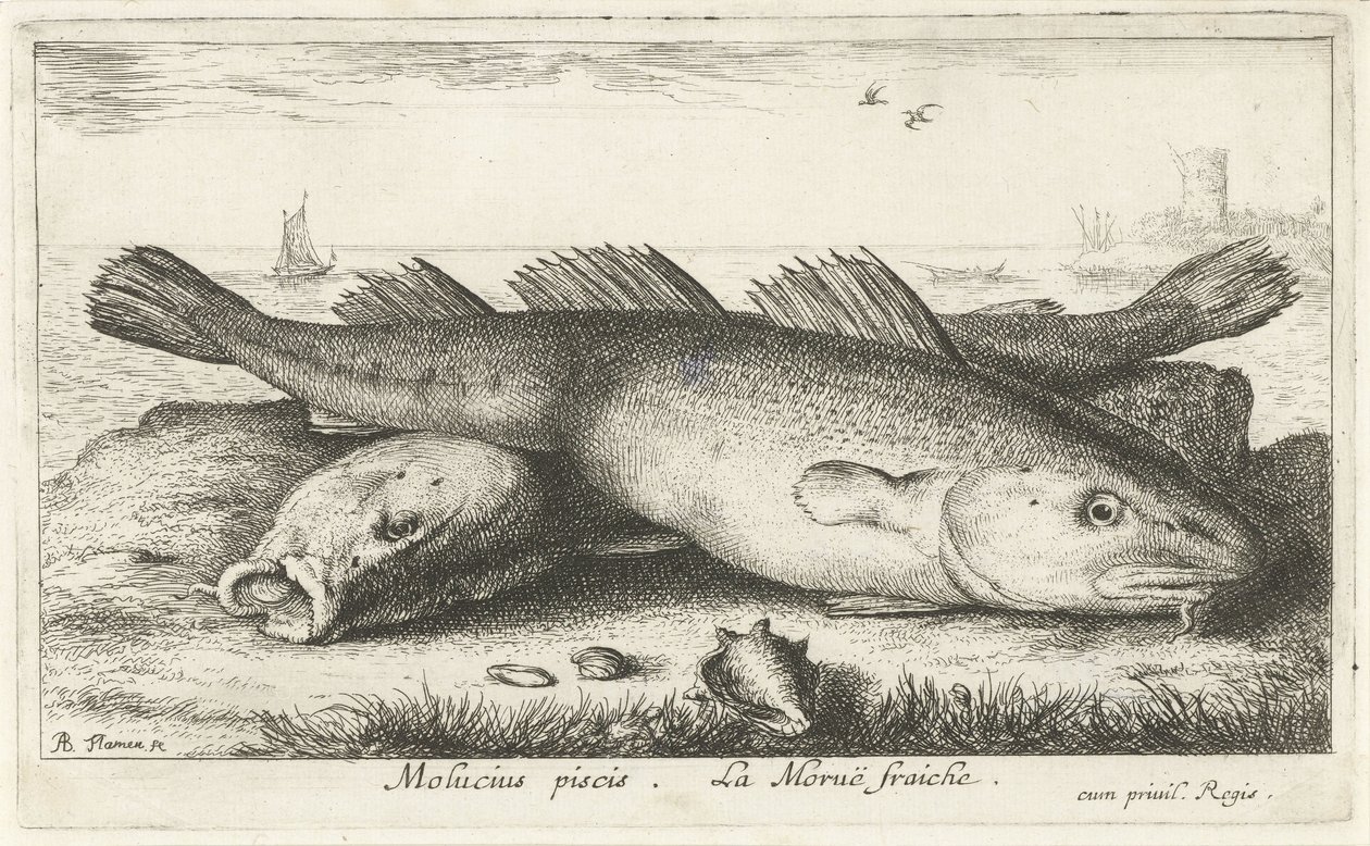 Twee kabeljouwen op het strand door Albert Flamen
