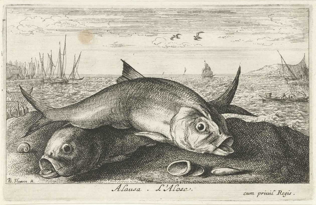 Twee meivissen op het strand door Albert Flamen
