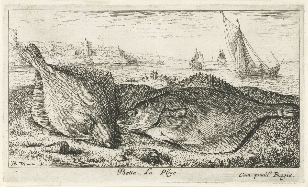Twee platvissen op het strand door Albert Flamen