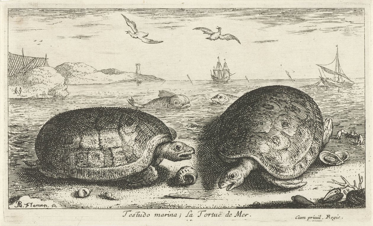 Twee schildpadden op het strand door Albert Flamen