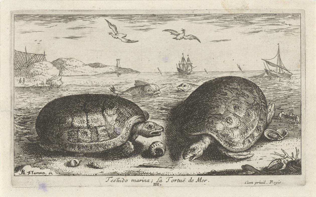 Twee schildpadden op het strand door Albert Flamen