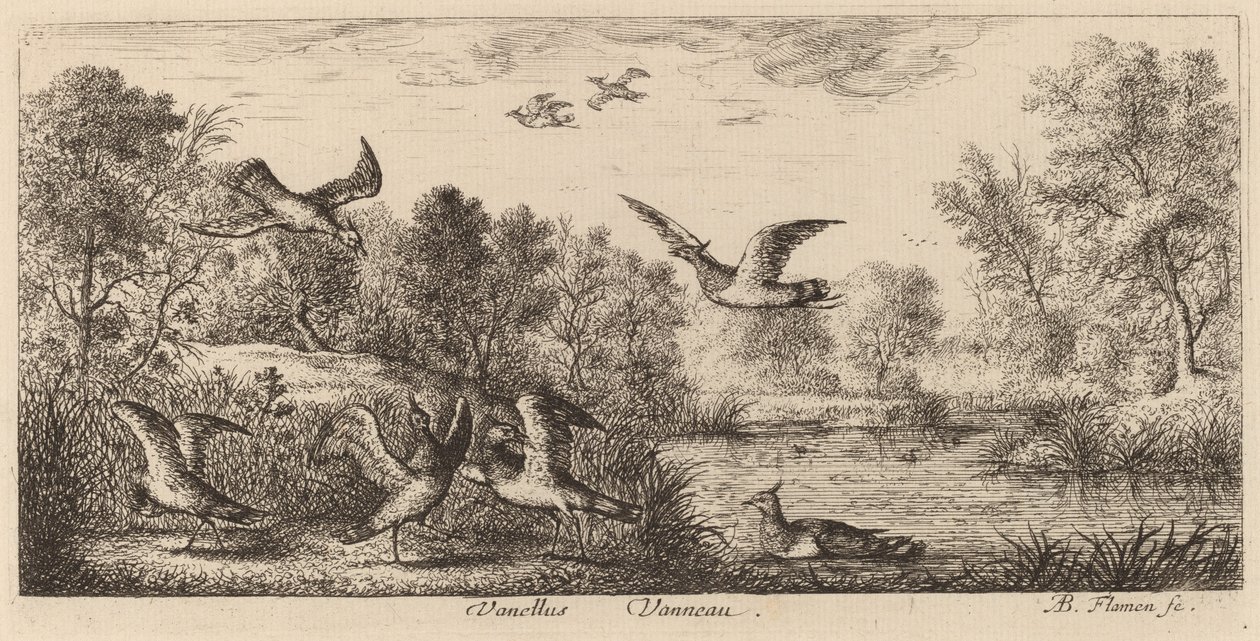 Vanellus, De Kievit door Albert Flamen