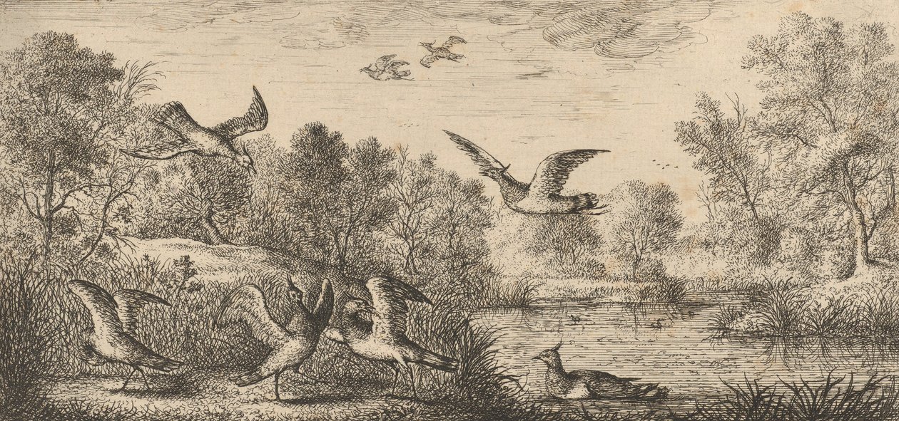 Vanellus, Vanneau De Kievit: Livre d