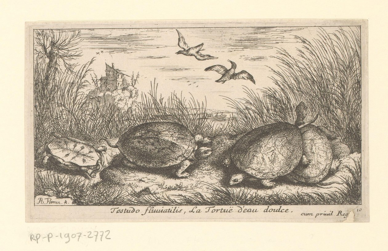 Vier zoetwaterschildpadden tussen gras en riet door Albert Flamen