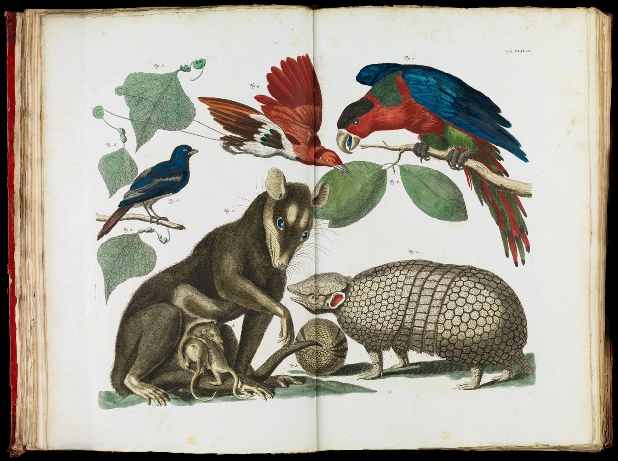 Molucca opossum, Didelphis molucca en gordeldier, Tolypeutes matacus door Albertus Seba