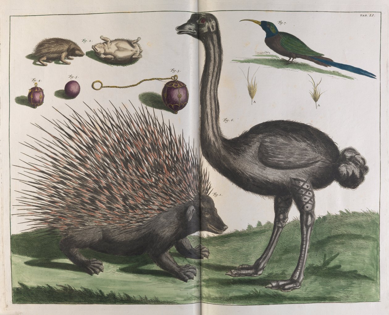 Maleise Egel, Erinaceus malaccensis, en Struisvogel, Struthio carmelis door Albertus Seba