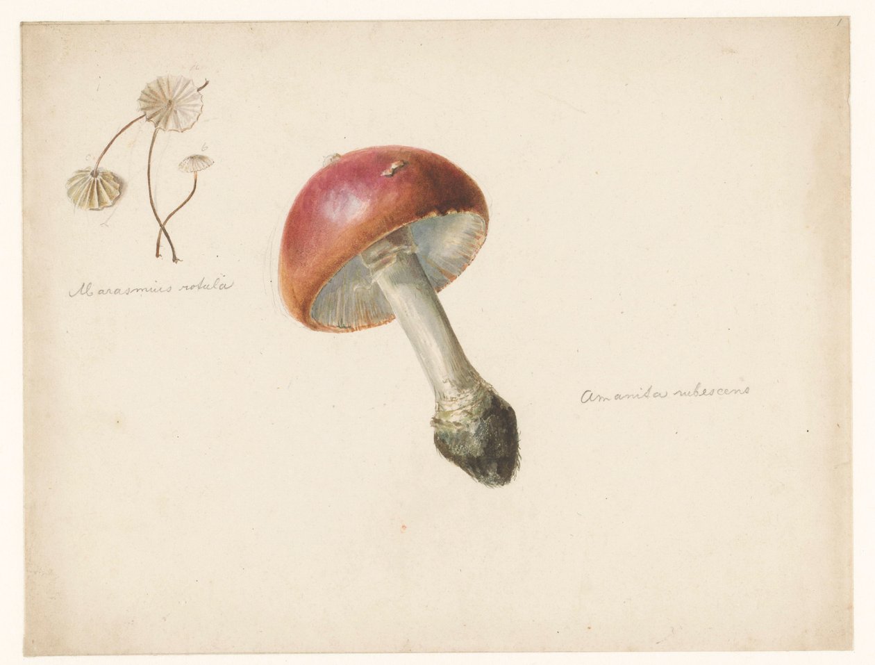 Studieblad met paddestoelen, de Amanita Rubescens en de Marasmius Rotula door Albertus Steenbergen