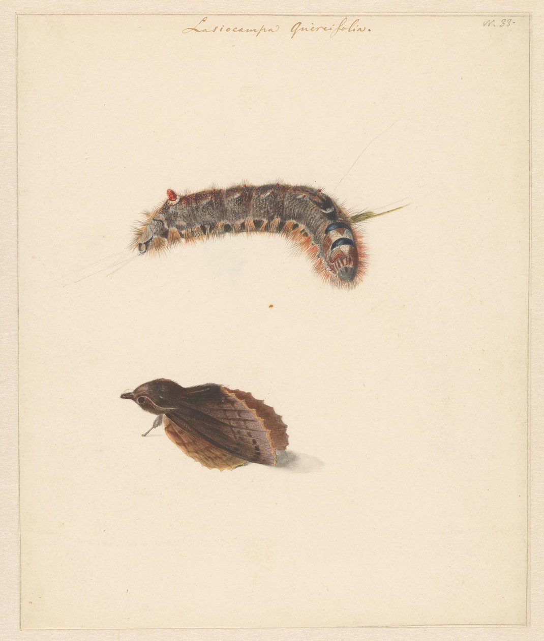 Studieblad met rups en nachtvlinders, Lasiocampa Quireifolia door Albertus Steenbergen