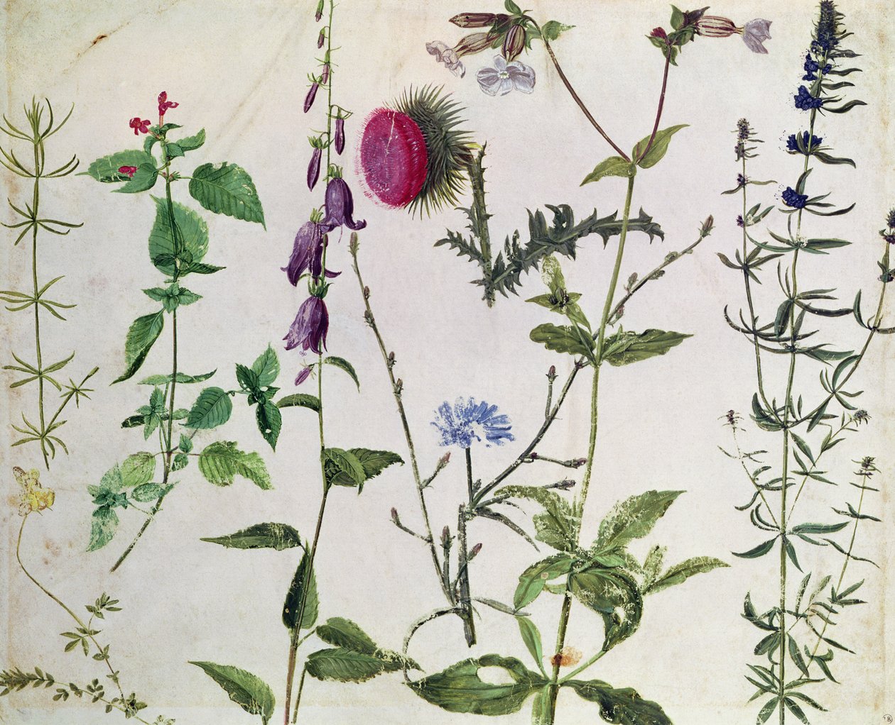Acht studies van wilde bloemen door Albrecht Dürer