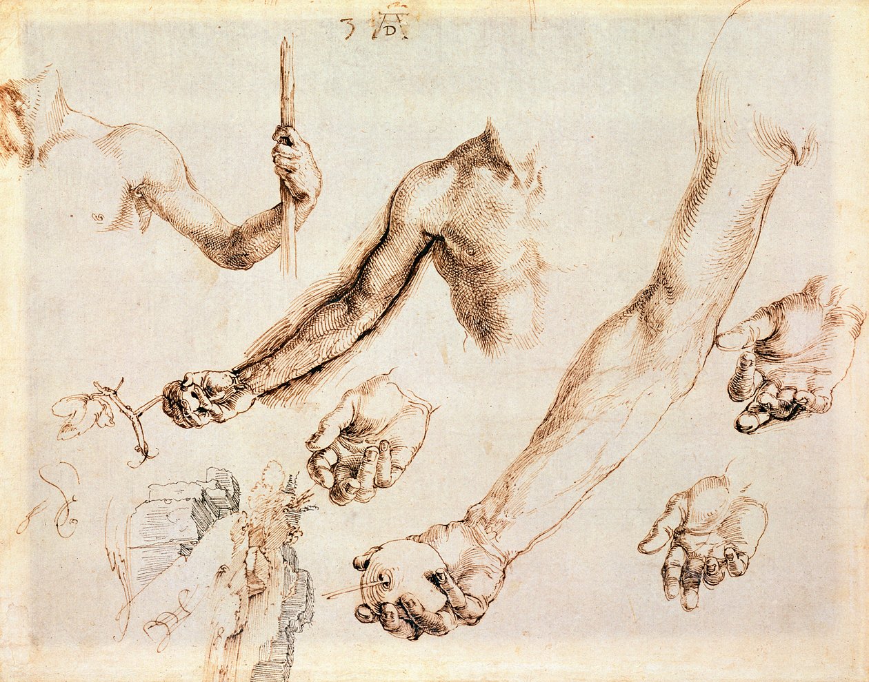 Studie van mannelijke handen en armen door Albrecht Dürer