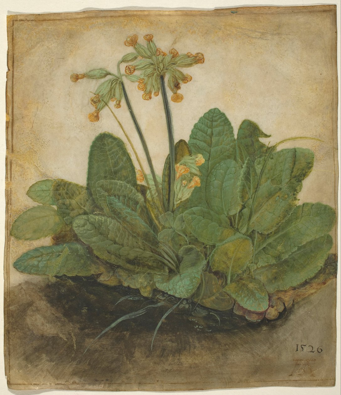 Bosje sleutelbloemen door Albrecht Dürer