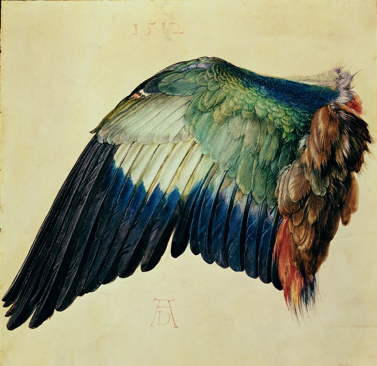Vleugel van een Blauwe Roller, 1512 door Albrecht Dürer
