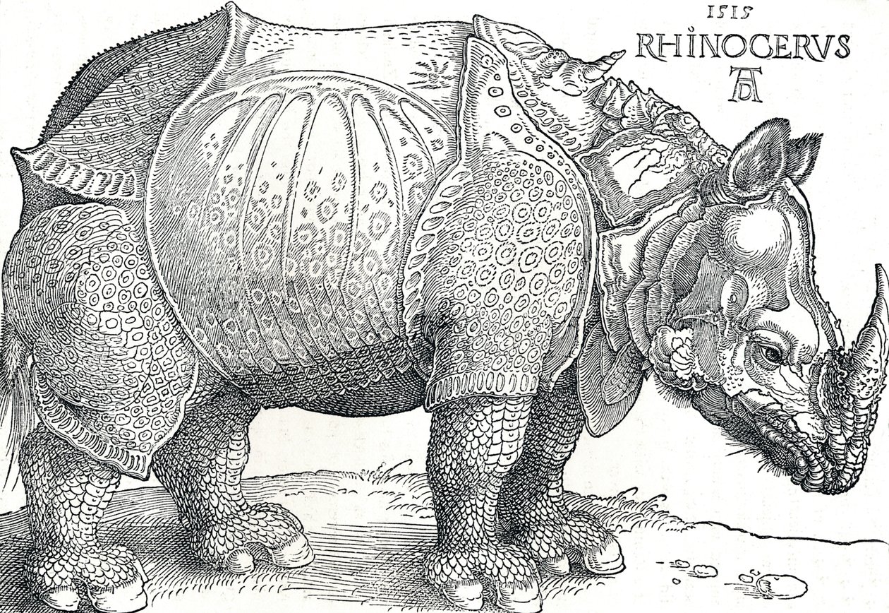 Een neushoorn door Albrecht Dürer