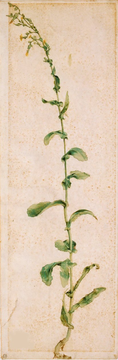 Een Tabaksplant, eerste kwart van de 16e eeuw door Albrecht Dürer