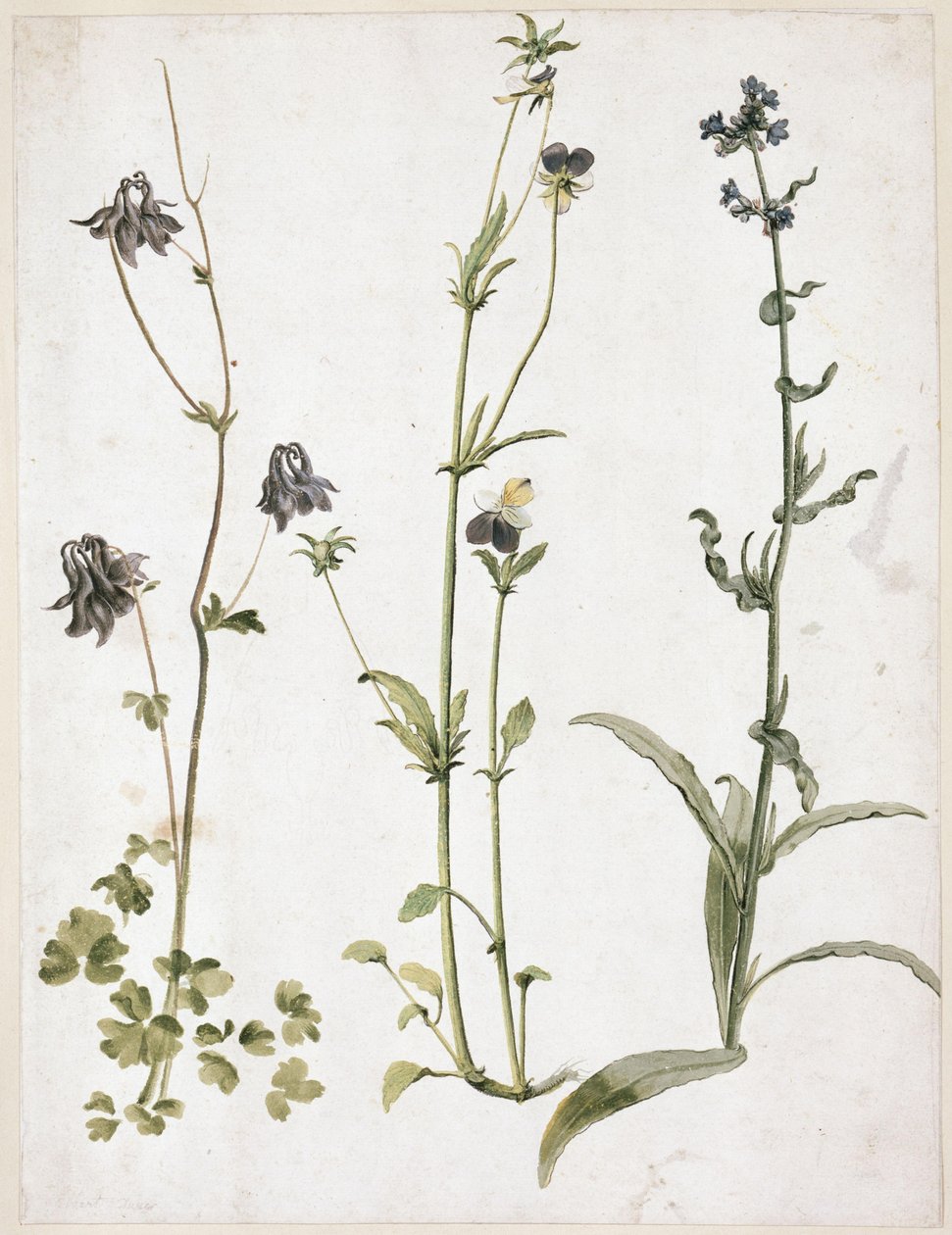 Akelei, viooltje en ossentong door Albrecht Dürer